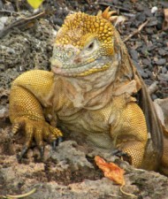 iguana-posing-190-x-225.jpg