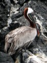 pelican-93-x-125.jpg