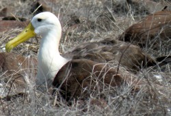 albatross-adult-1-250-x-170