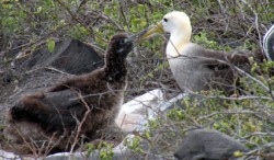 albatross-adult-and-baby-1-250-x-146