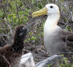 albatross-adult-and-baby-3-250-x-227