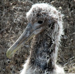 albatross-baby-3-250-x-246