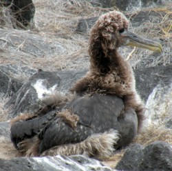 albatross-baby-full-b-250-x-248