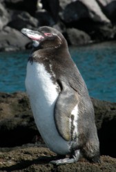 penguin-2-168-x-250