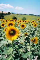 sunflower-italy-1-135-x-200
