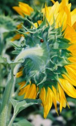 sunflower-italy-4-151-x-250