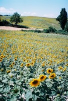 sunflower-italy-6-135-x-200