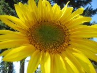 sunflower-yard-1-200-x-150