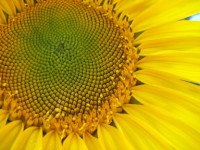 sunflower-yard-2-200-x-150