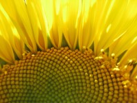 sunflower-yard-3-200-x-150