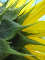 sunflower-yard-4-150-x-200