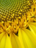 sunflower-yard-5-150-x-200