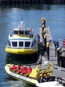 Prince of Whale Tour Boats