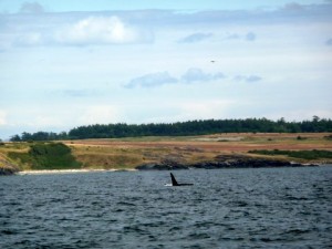 Southern Resident Orca Prince of Whales