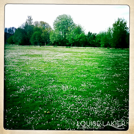 Grass Fields, Dandelions, Golden Gardens, Park