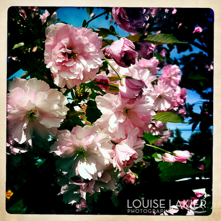 Spring, Blossoms, Ballard, Pink, Flowering
