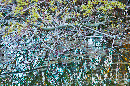 Water, Pond, Reflection, Spring, Budding, Trees