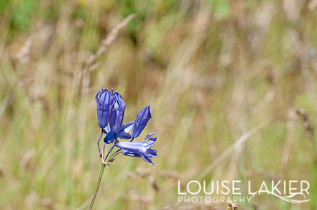 Bluebells, Wildflowers, Kamiak Butte, Hikes, The Palouse, Washington