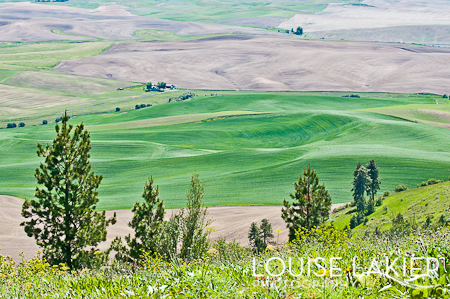 Farmlands, Green Pastures, The Palouse, Kamiak Butte