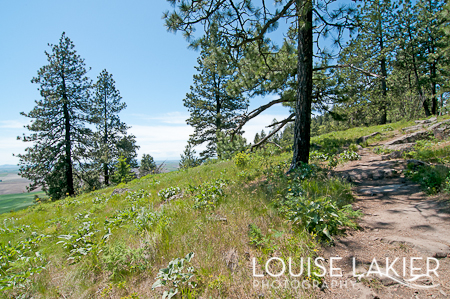 Hike, Trails, The Palouse, Wildflowers, Washington, Kamiak Butte