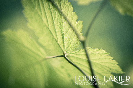 Leaves, Trees, Nature, Wilderness, Lord Hill Regional Park, Outdoors