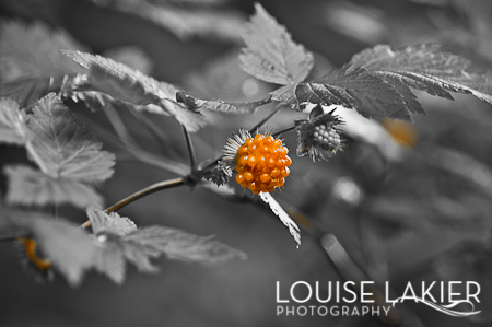 Berries, Red, Nature, Lord Hills Regional Park, Wild Fruit