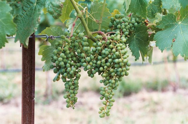 Castillo de Feliciana Estate Grapes