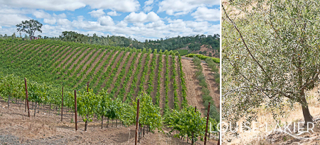 Vines, Olive Trees, Trattore, Healdsburg, California, Wineries, Vineyards