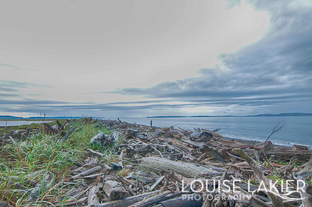 y's Landing, Whidbey Island, The Puget Sound, Wildflowers, Washington, Hikes, Perspective, Driftwood, Beach