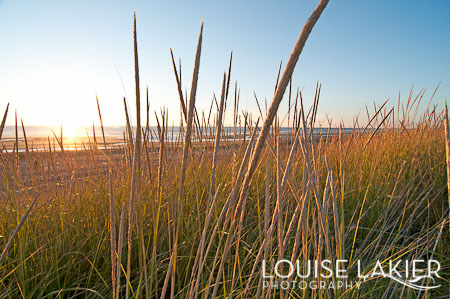 Seaview, The Seaside, Beach Grass, Sunset, Washington, The Pacific Coast
