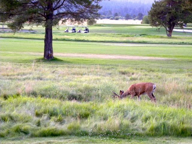 Deer at Sunriver