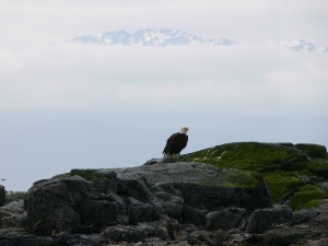 Eagle on Race Rock