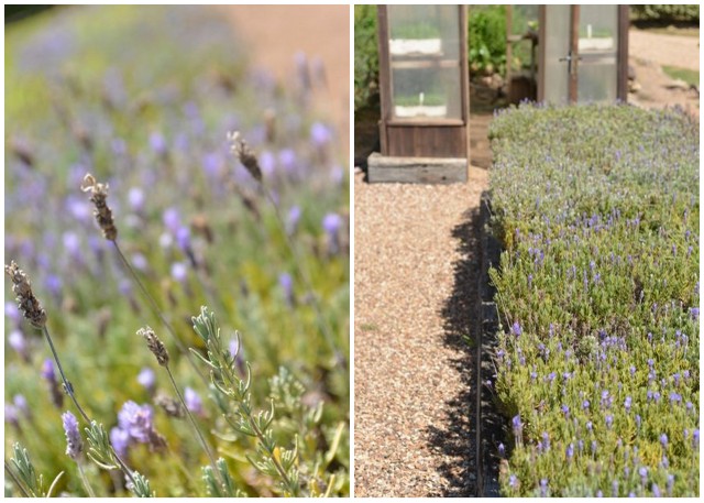 Lavender and Greenhouse at Mudbrick