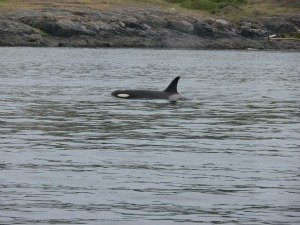 Orca in the Strait of Juan de Fuca