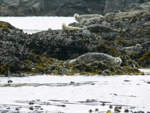 seals at Race Rock