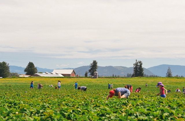 Berry Pickers at Biringer Farm