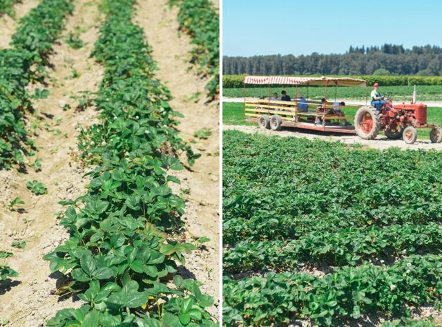 Biringer Farms Strawberry Fields