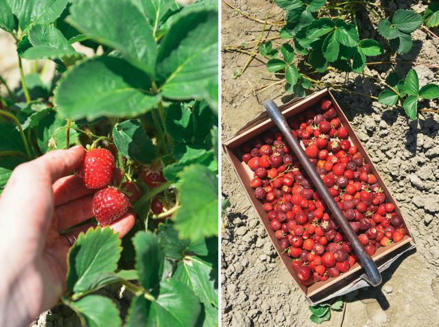 Picking Strawberries at Biringer Farm