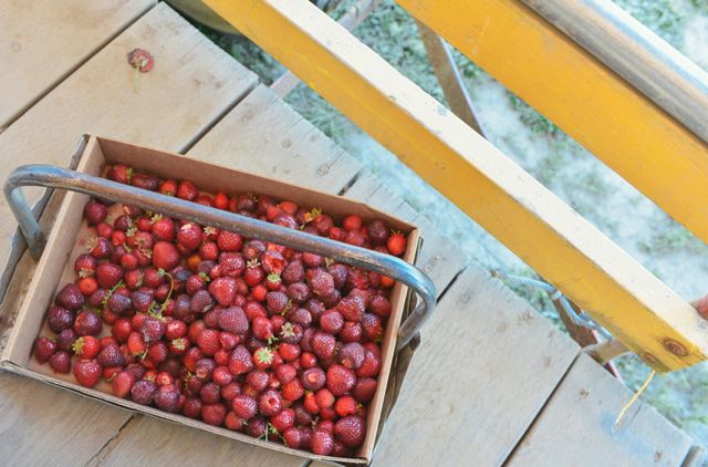 Strawberry Flat at Biringer Farm