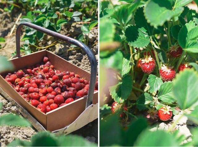 Strawberry Picking at Biringer Farm