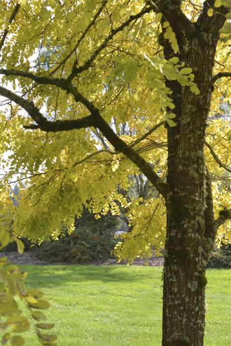 Autumn Leaves at Remlinger Farms