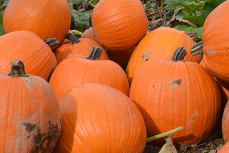 Pumpkins Close Up