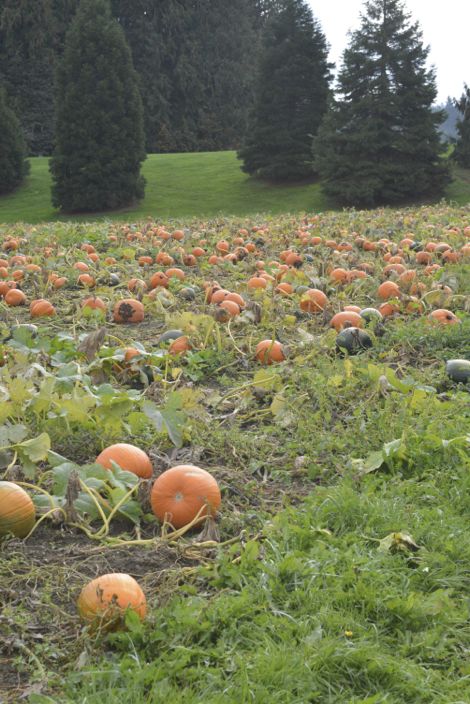 Remlinger Pumpkin Patch