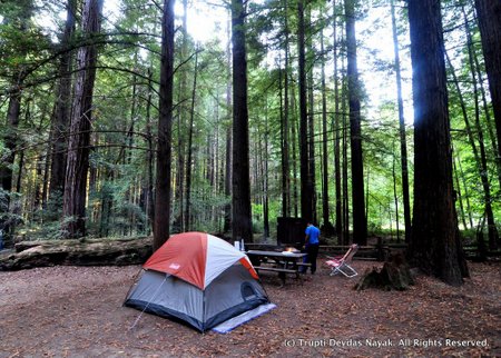 Campsite under the Redwoods