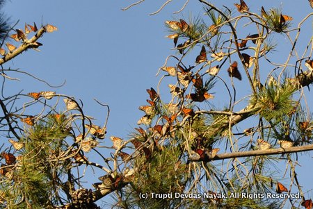 Monarch butterflies roosting on tree branches
