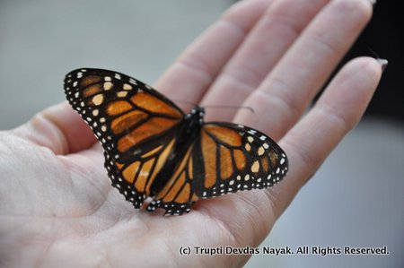 Monarch butterfly resting on docent's hand