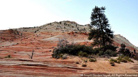 Pink Petrified Sand Dunes