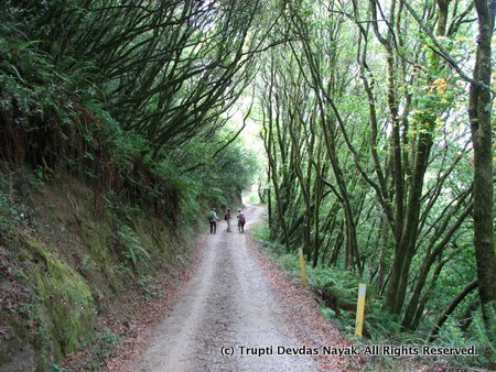 Dipsea Trail