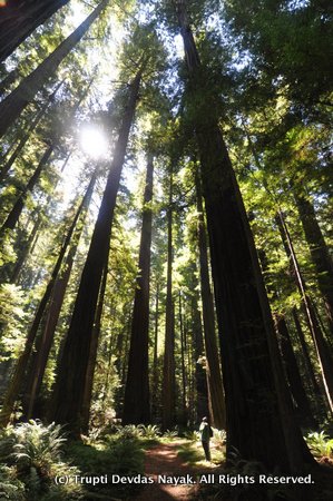 Redwoods National Park