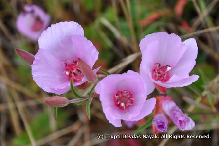 Pink California Poppies